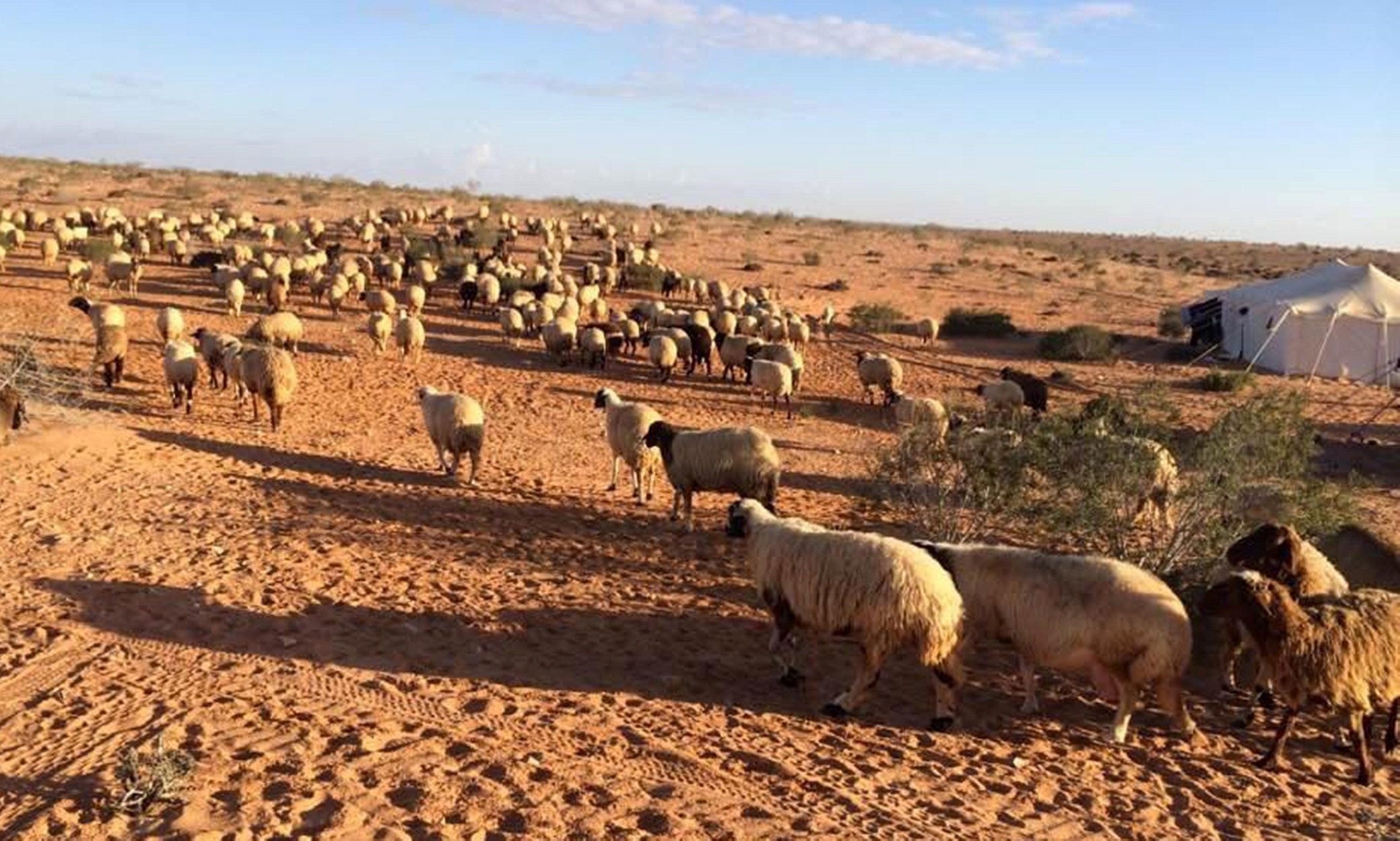 جهود لتنمية المراعي الطبيعية في صحراء مطروح