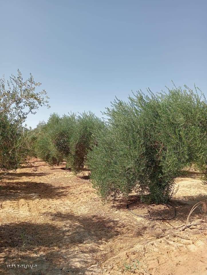 النمو المثالي لأشجار الزيتون في الفرافرة النمو المثالي لأشجار الزيتون في الفرافرة