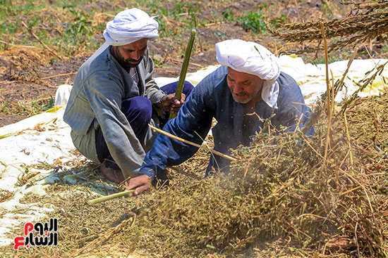 تنقية السمسم من الشوائب