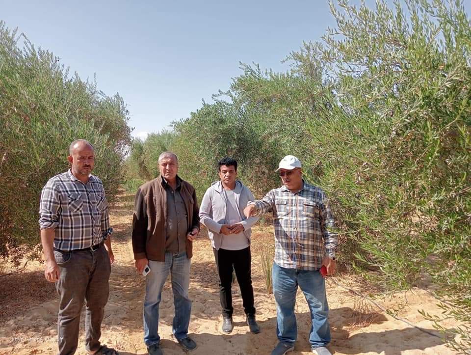 وكيل زراعة الوادي الجديد يتفقد مزارع الزيتون وكيل زراعة الوادي الجديد يتفقد مزارع الزيتون