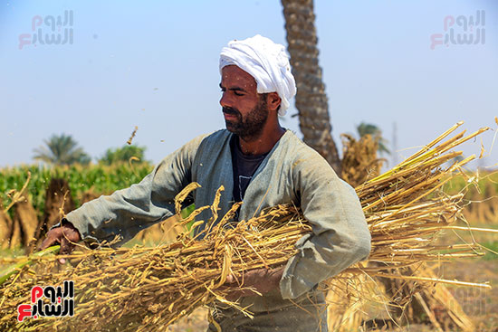 مزارع ينقى السمسم