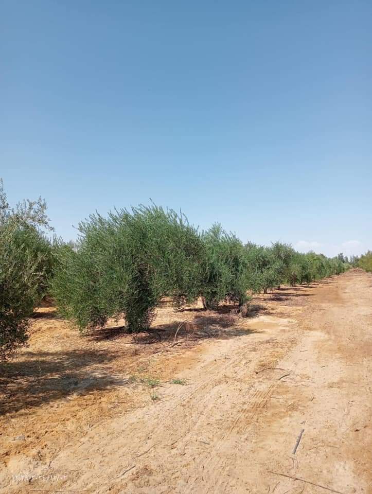 محافظ الوادي الجديد يدعم زراعة الزيتون بالمحافظة محافظ الوادي الجديد يدعم زراعة الزيتون بالمحافظة