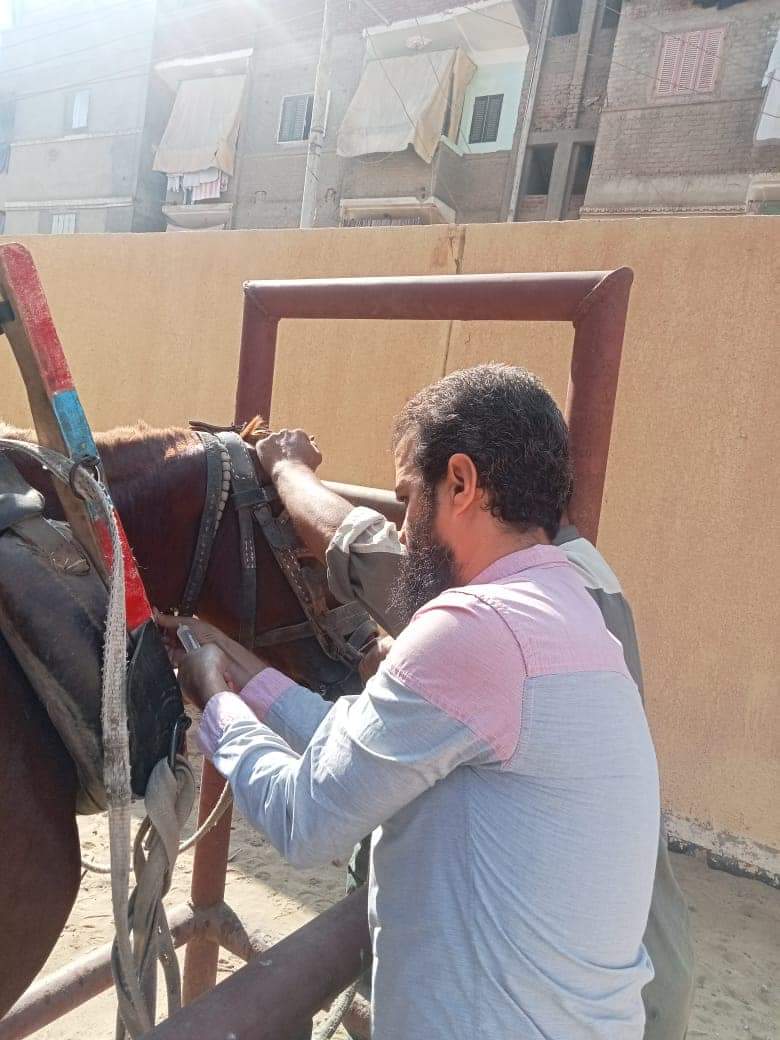 جزء من القافلة البيطرية المجانية