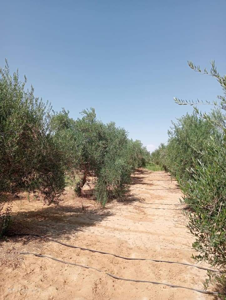 زراعة 25 ألف فدان بأشجار الزيتون بالوادي الجديد زراعة 25 ألف فدان بأشجار الزيتون بالوادي الجديد