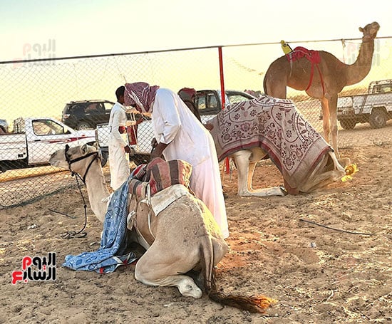 يقوم بإعداد جمله للدخول في السباق