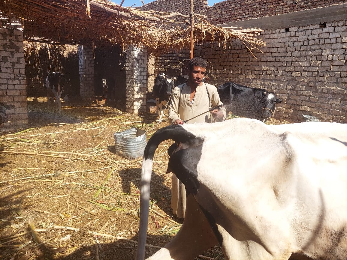 جانب من رش وتجريع الماشية خلال فعاليات القافلة البيطرية جانب من رش وتجريع الماشية خلال فعاليات القافلة البيطرية