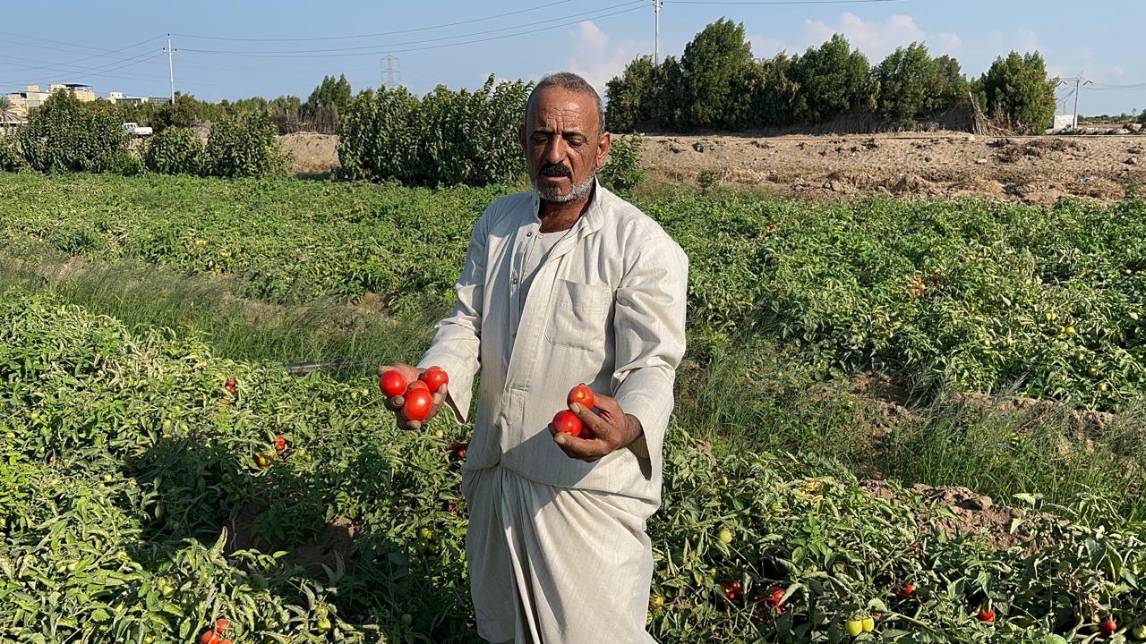 جودة الطماطم داخل الاراضي بالدقهلية جودة الطماطم داخل الاراضي بالدقهلية