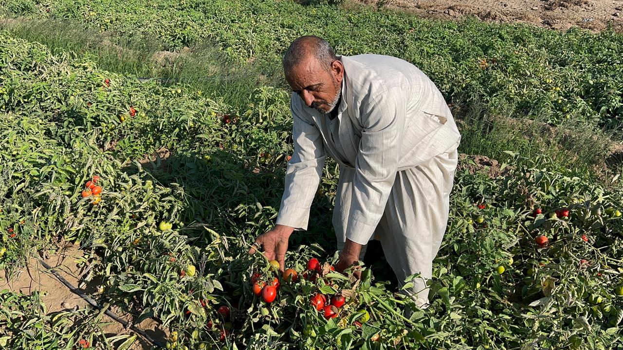 زراعة الطماطم في الدقهلية زراعة الطماطم في الدقهلية