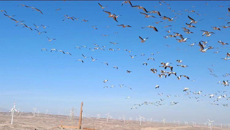 الطيور الحوامة خلال مرورها من منطقة جبل الزيت