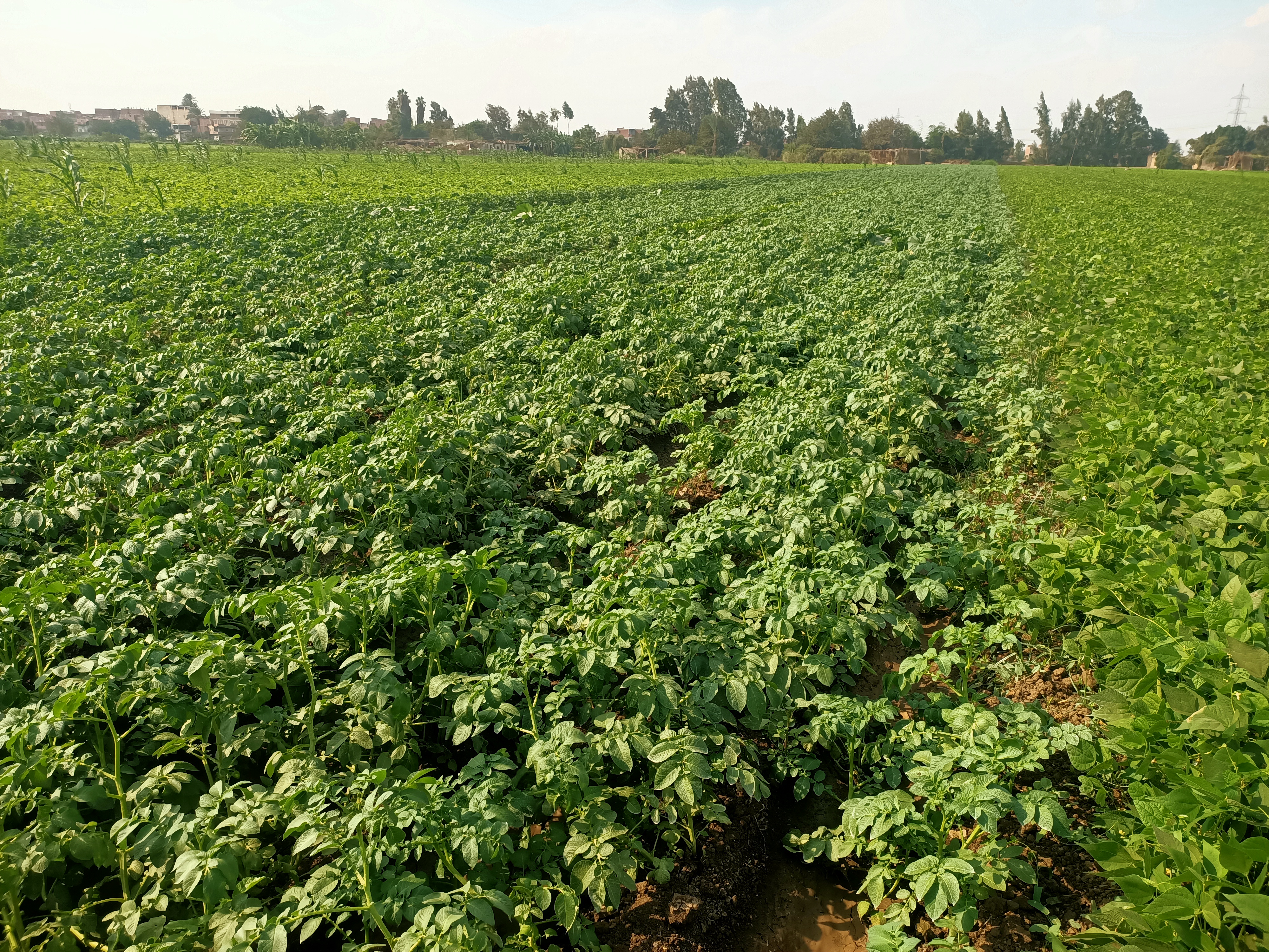 البطاطس منوره فى الغيطان 