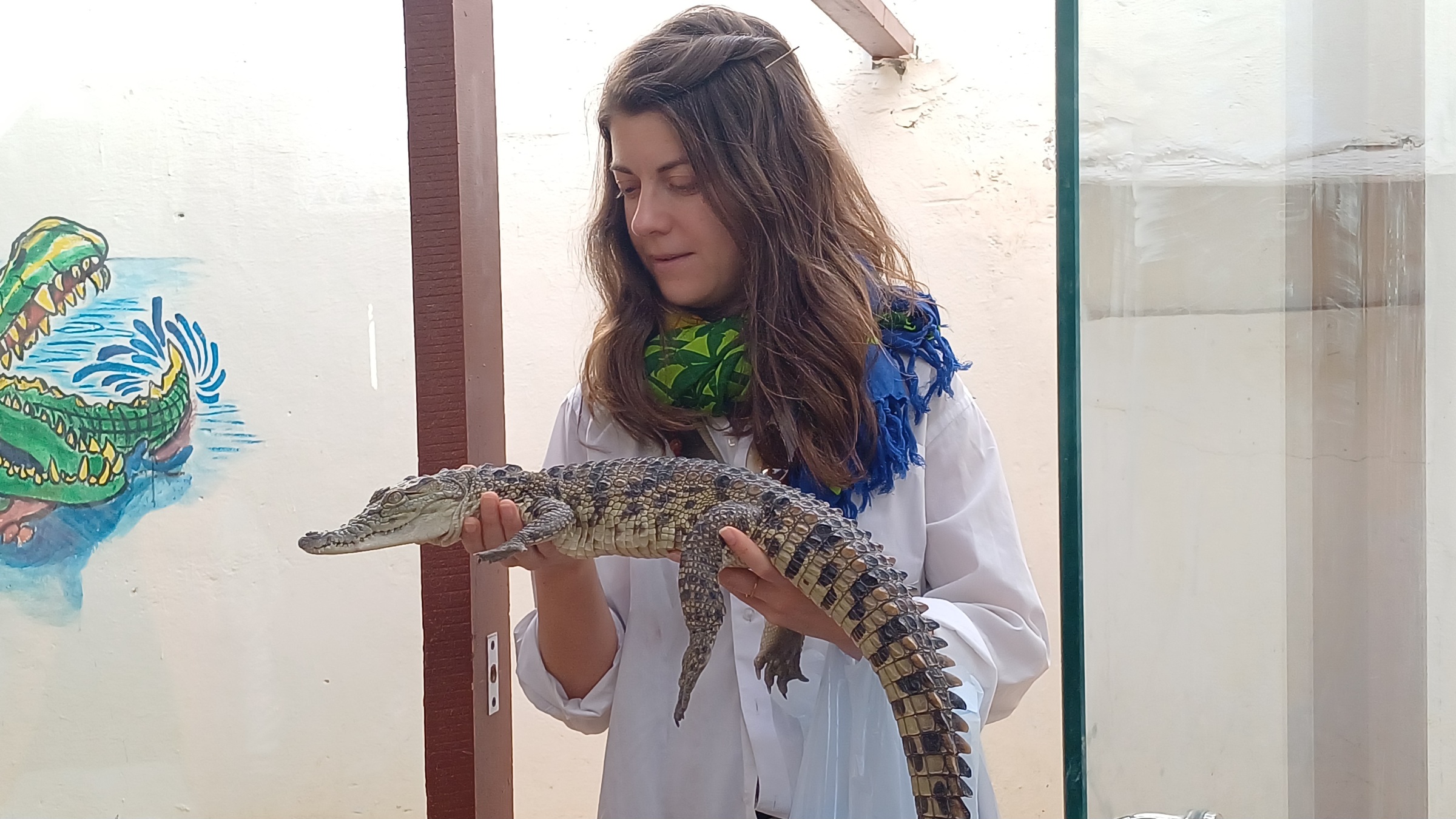الأجانب مع تماسيح النوبة الأجانب مع تماسيح النوبة