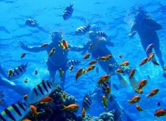 رياضة الغوص في محمية رأس محمد