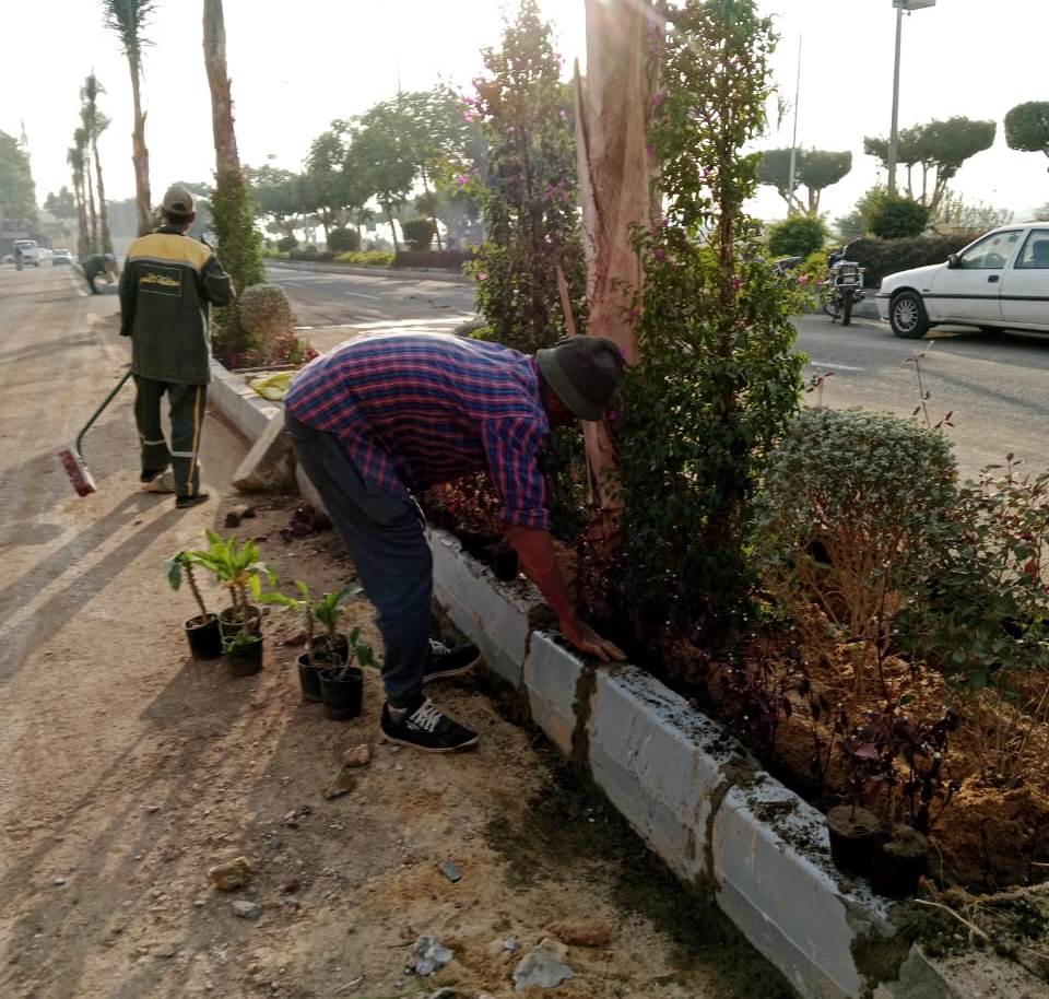 تشجير الجزيرة الوسطى في شارع سلمي سليم لخدمة السياحة