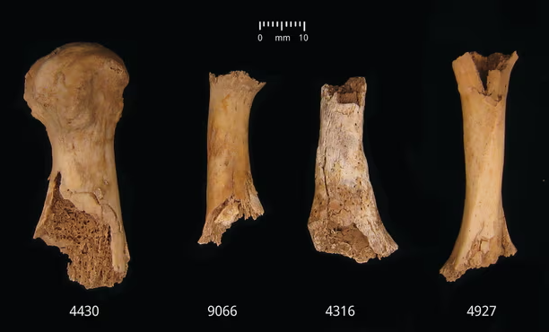 عظام بشرية تكشف عن أكل لحوم البشر فى العصر البرونزى