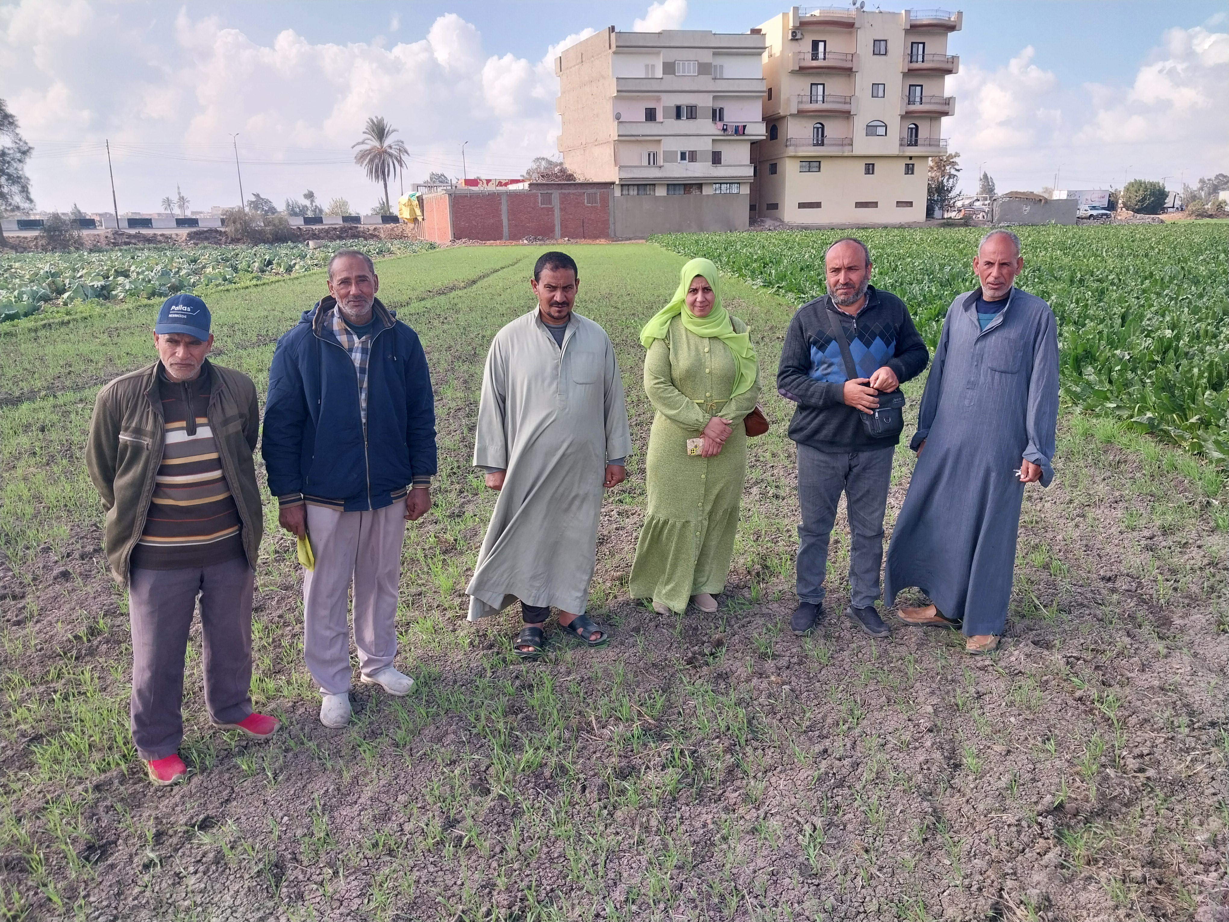 في حقول القمح في حقول القمح