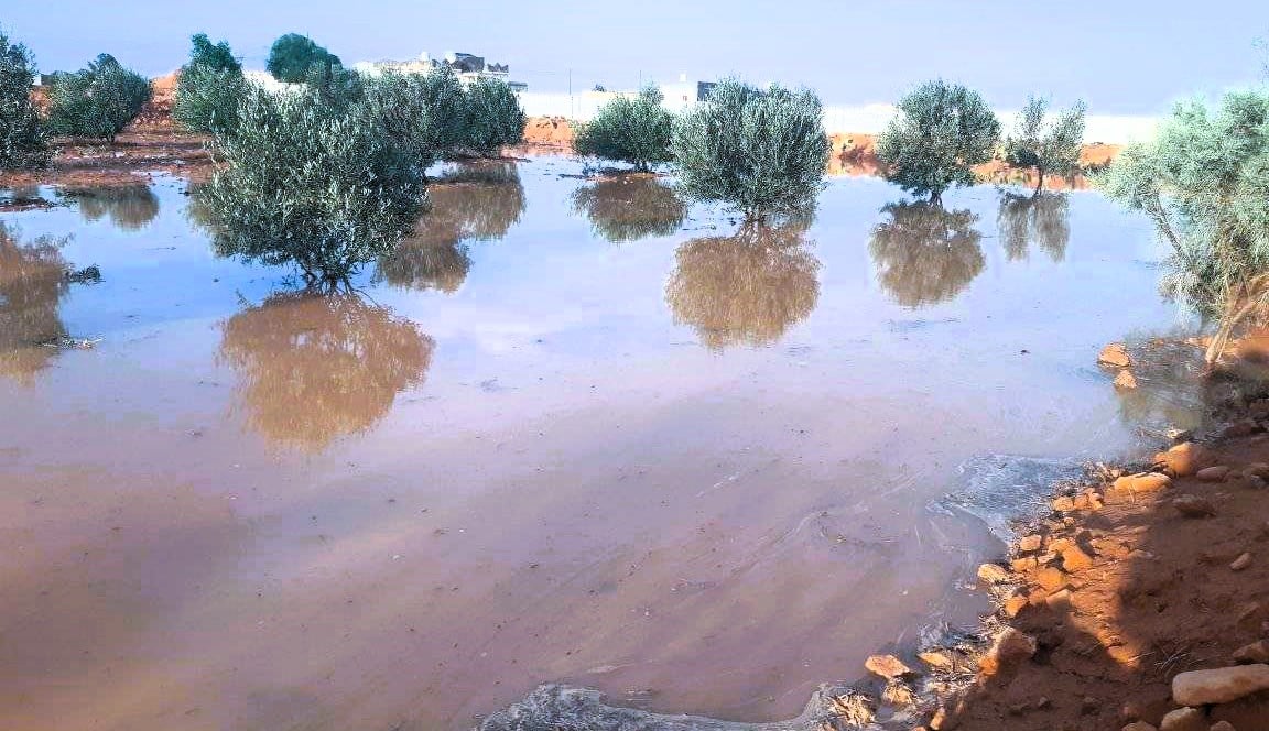 زراعة صحراء مطروح بمياه الامطار