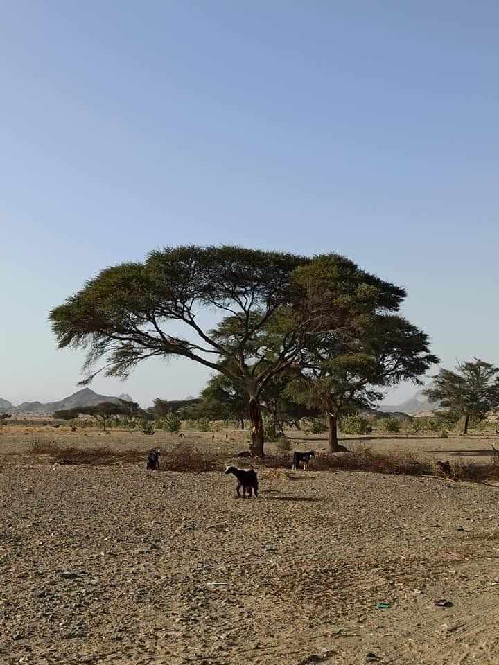 أودية جنوب البحر الأحمر 