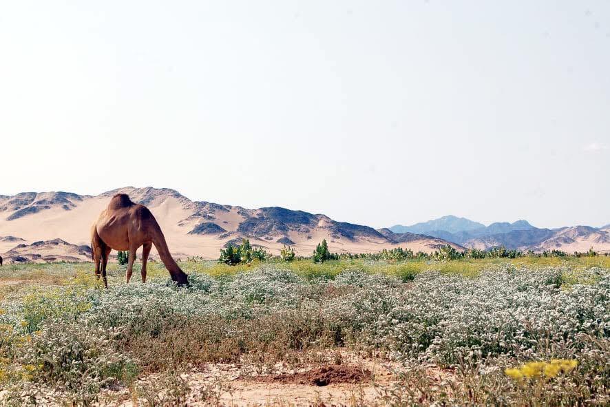 اخصب الأودية الجبلية وأكثرها خضره 