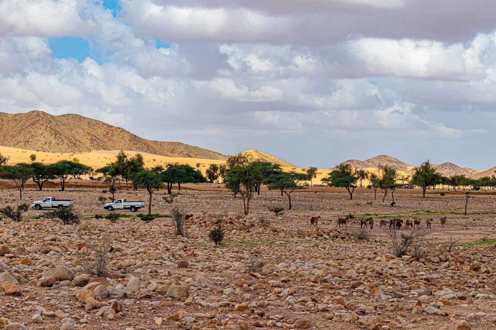 المراعي فى علبه