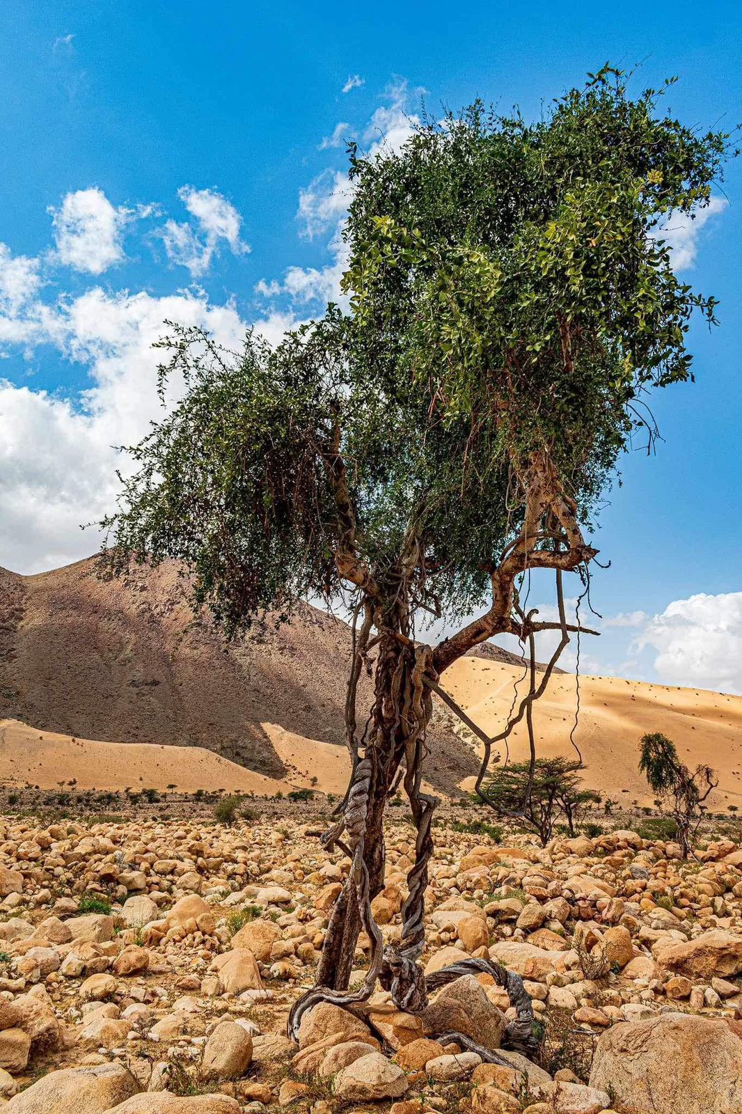 أشجار محمية جبل علبه