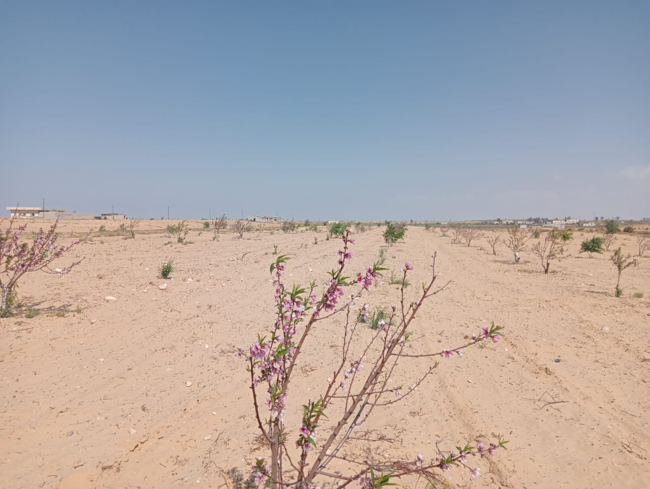 مزراع الخوخ_1 مزراع الخوخ_1