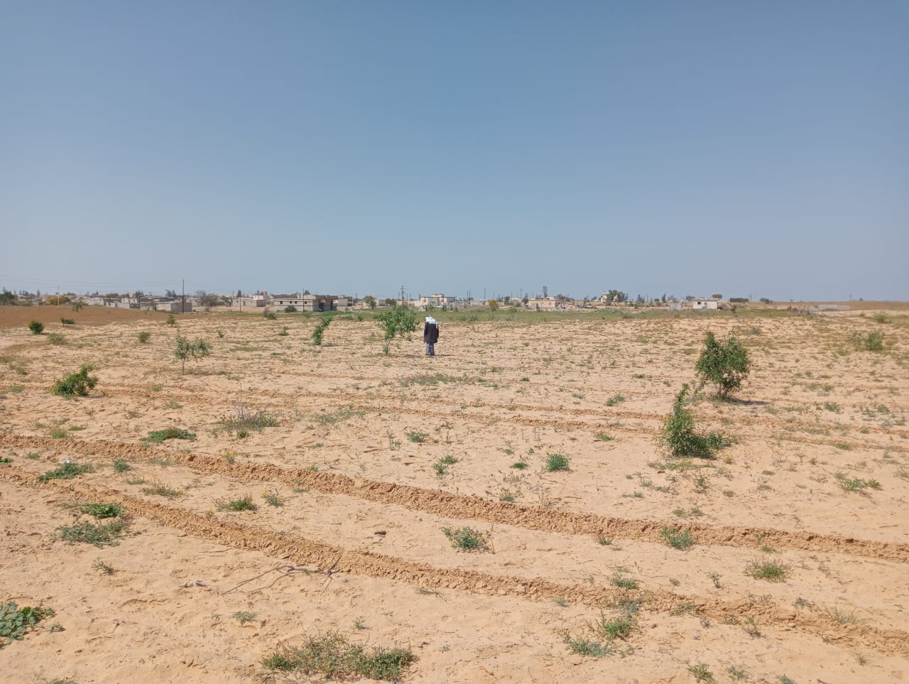 زراعة البطيخ الصيفى زراعة البطيخ الصيفى