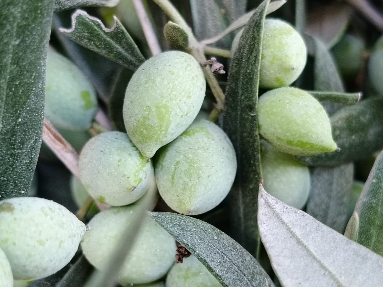 من خير ارض سيناء