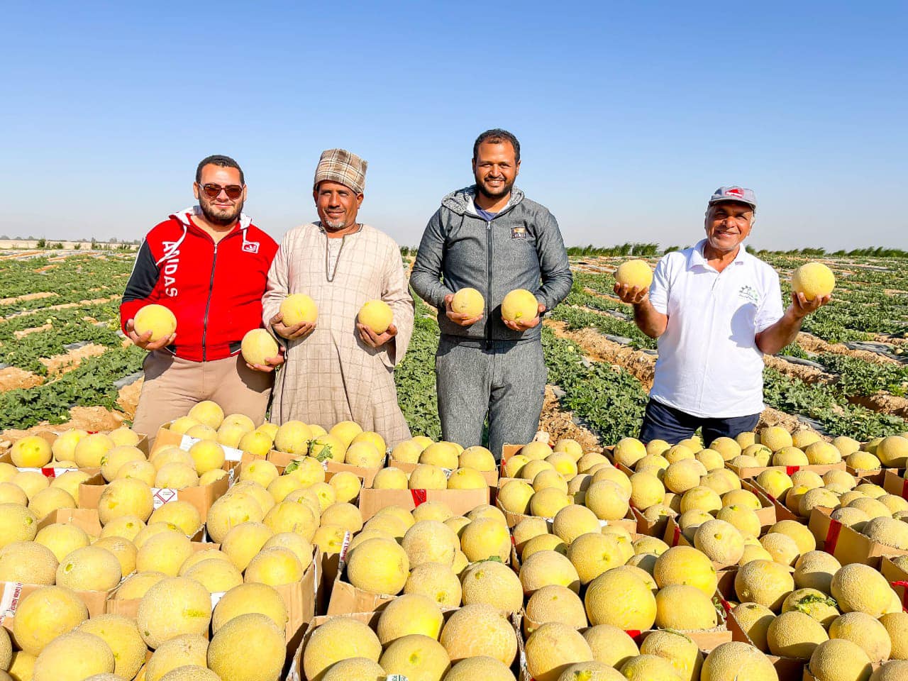 المزارعين خلال موسم حصاد الكنتالبوب