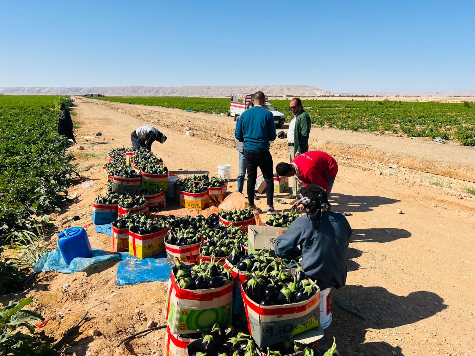 جانب من حصاد الباذنجان فى مزارع الجبال بالأقصر