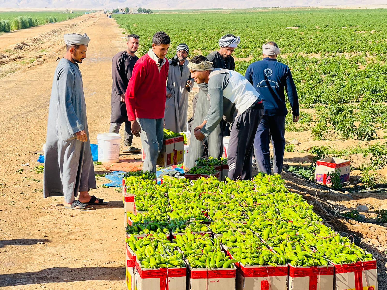 جانب من حصاد الفلفل الأخضر فى مزارع الأقصر