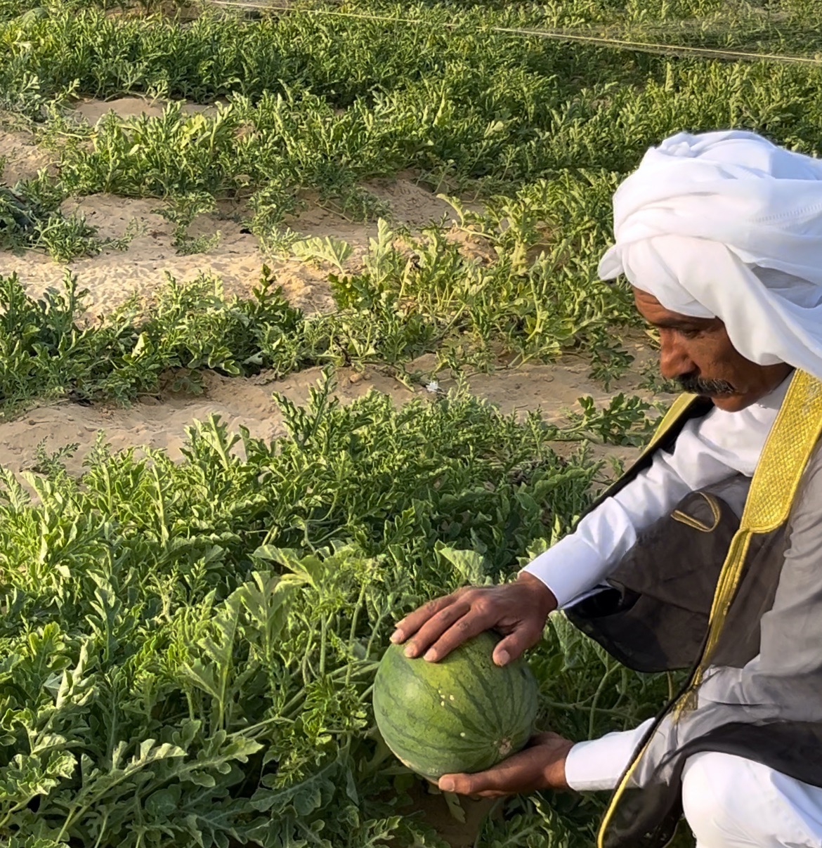 خير الارض من البطيخ خير الارض من البطيخ