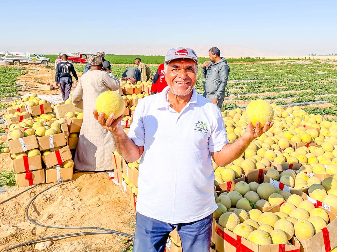 فرحة حصاد الكنتالوب فى مزارع غرب الأقصر