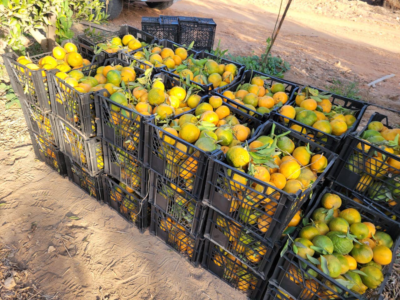 خروج اليوسفي من مزارع جبال غرب الأقصر