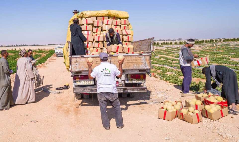 موسم حصاد الكنتالوب فى جبال غرب الاقصر