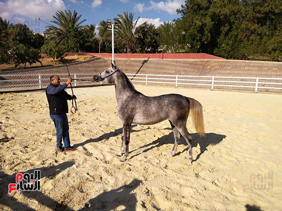 شياكة-الخيل-العربي