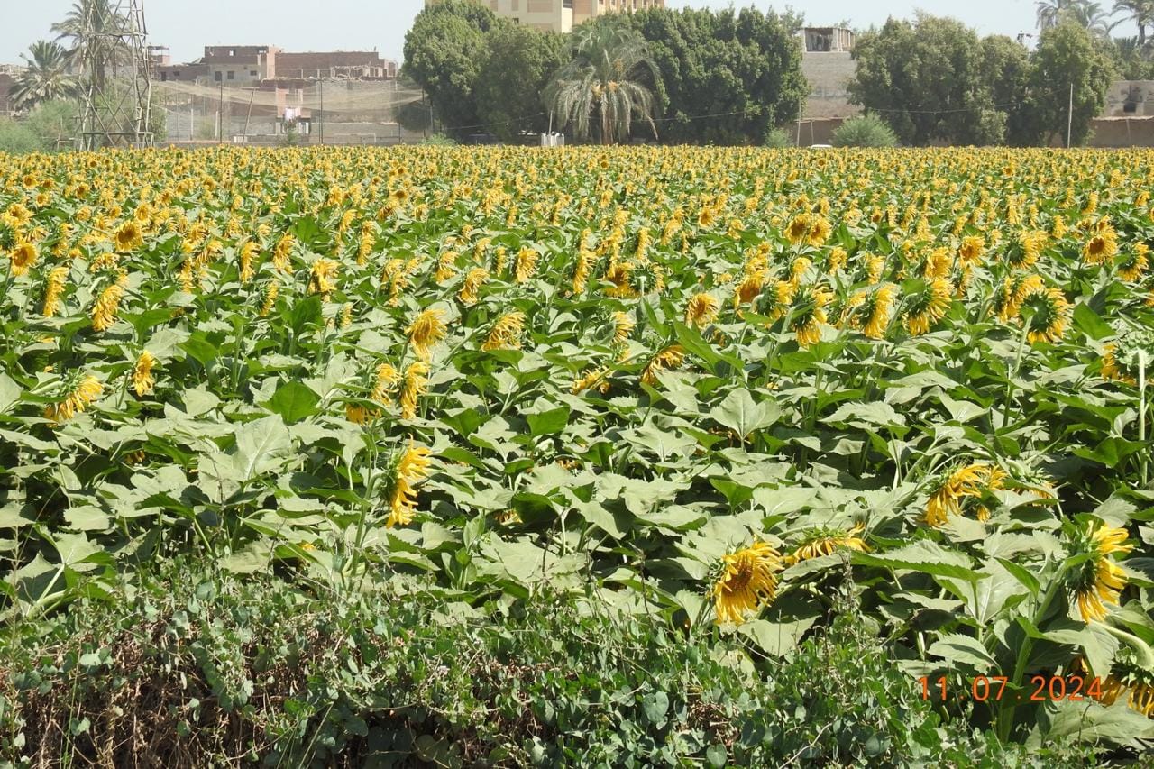 جانب من جهود مديرية الزراعة خلال عام 2024   (9)