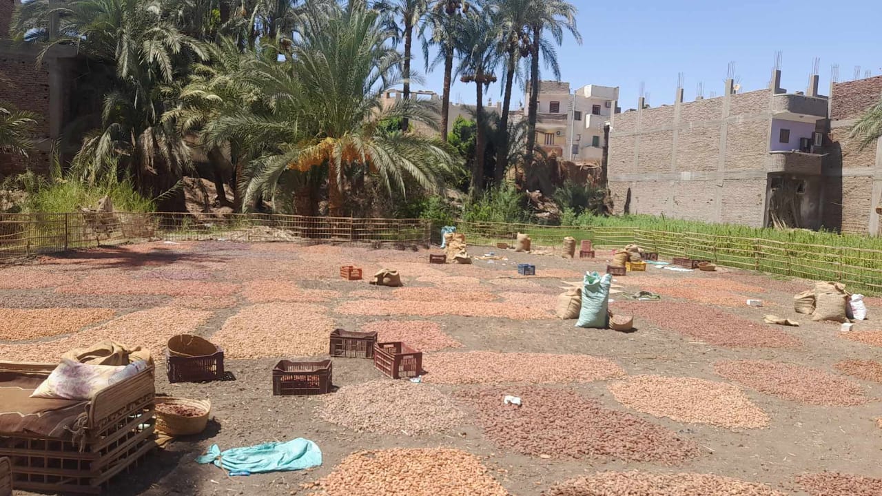 مسطاح بلح بقنا