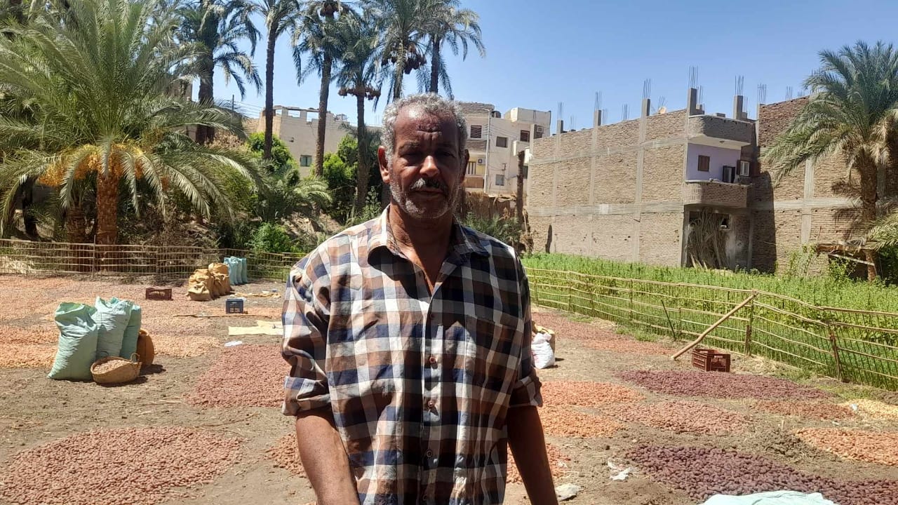 تاجر تجفيف البلح على مسطاح