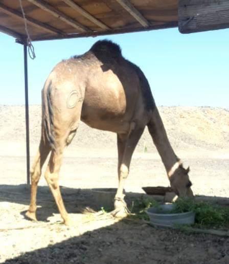 الوسم على الجمال الوسم على الجمال