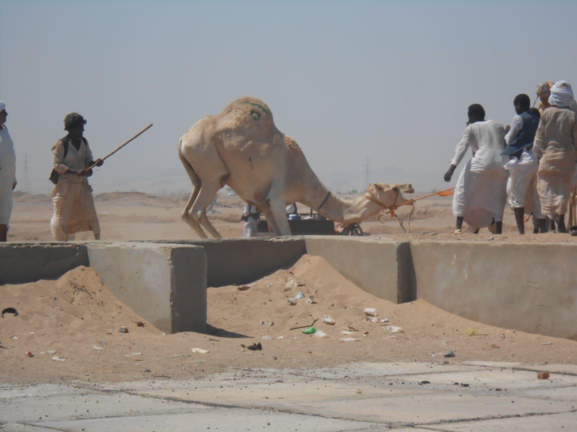 تبه الجمال فى سوق الشلاتين وعلامات الابل تبه الجمال فى سوق الشلاتين وعلامات الابل