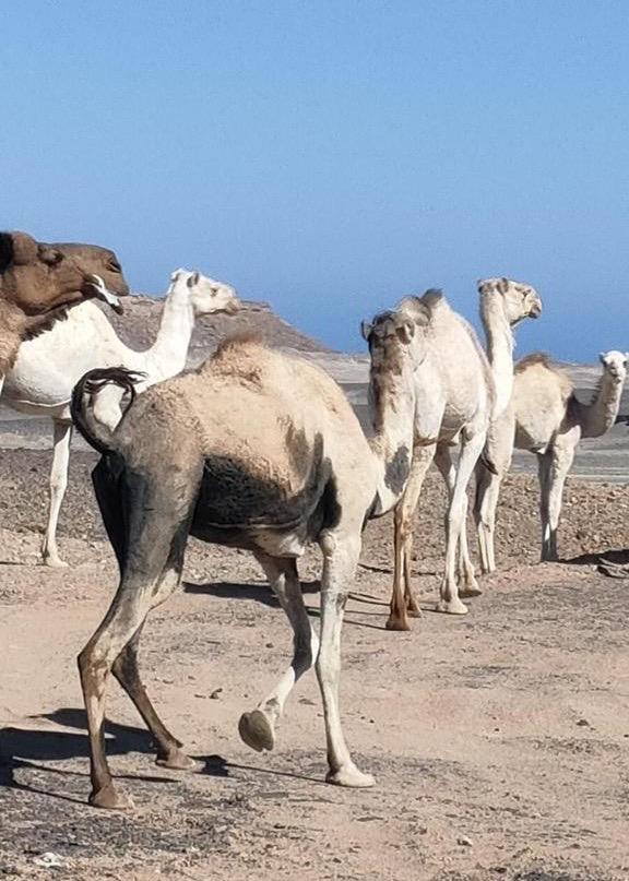 ابل الصحراء الشرقية ابل الصحراء الشرقية