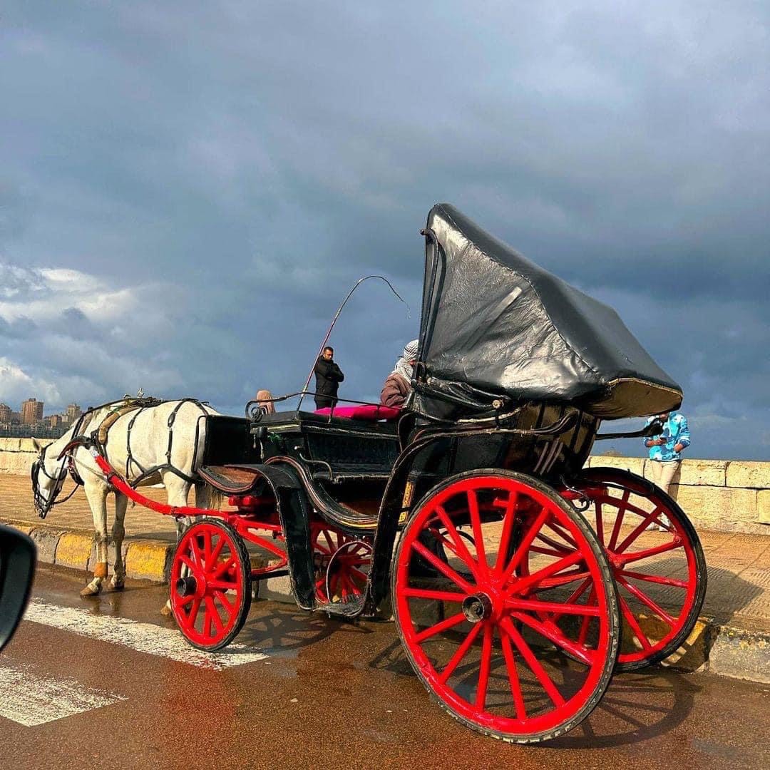 حنطور الإسكندرية