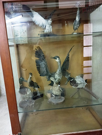 طيور-محنطة-فى-المتحف