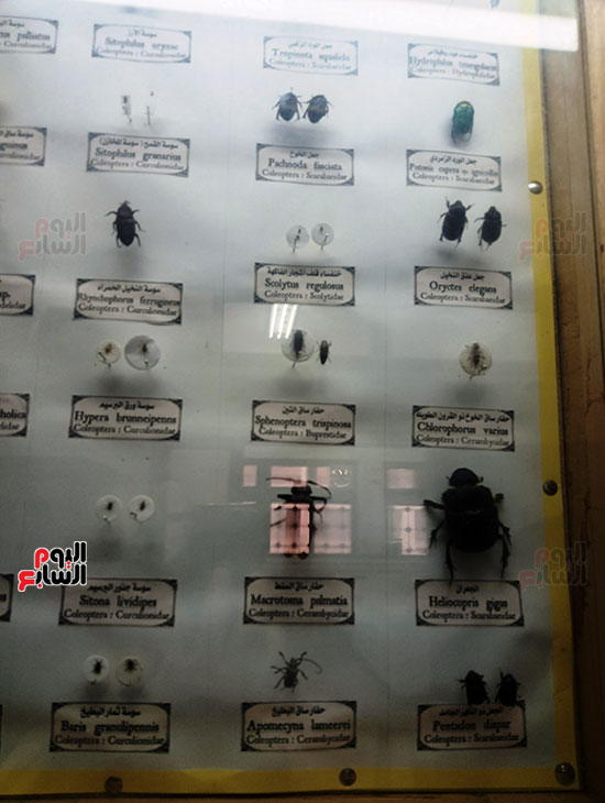 الحشرات-المحنطة-فى-المتحف
