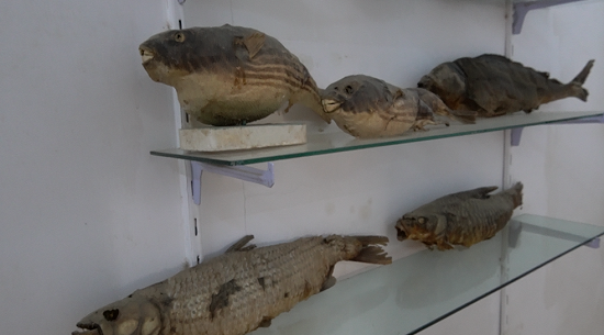 سمك محنط من نهر النيل - Copy