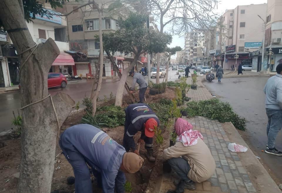 عمال مجلس مدينة كفر اليخ يزرعون الأشجار
