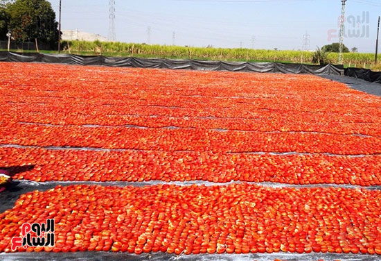 جانب-من-أعمال-تجفيف-الطماطم-بالأقصر