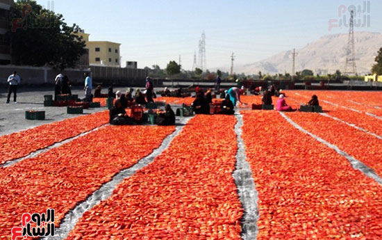 صناعة-الطماطم-المجففة-تجذب-أسواق-أجنبية-للأقصر