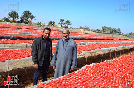 المهندس-عبد-الكريم-دياب-ومحطة-تجفيف-الطماطم-بإسنا