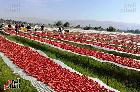 الطماطم-المجففة-كنز-المزارعين-للتصدير-للخارج